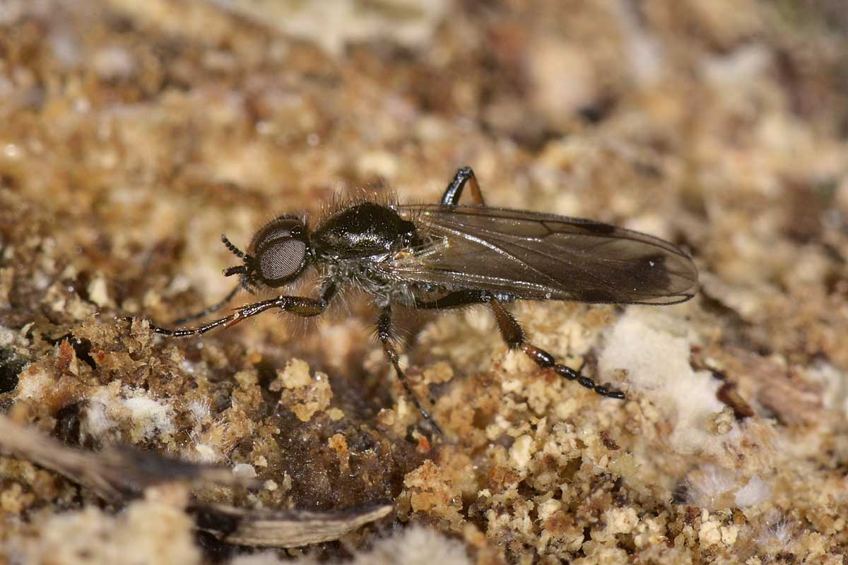 Bibio femoralis o Johannis?